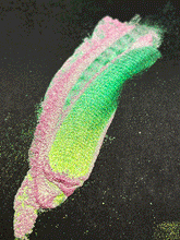 Load image into Gallery viewer, Guava Pigment