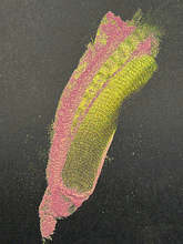 Load image into Gallery viewer, Guava Pigment
